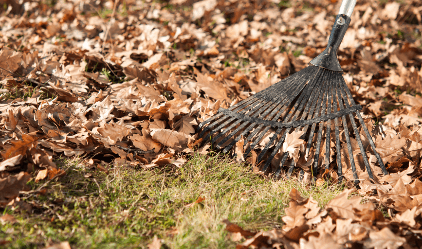 LEAF REMOVAL