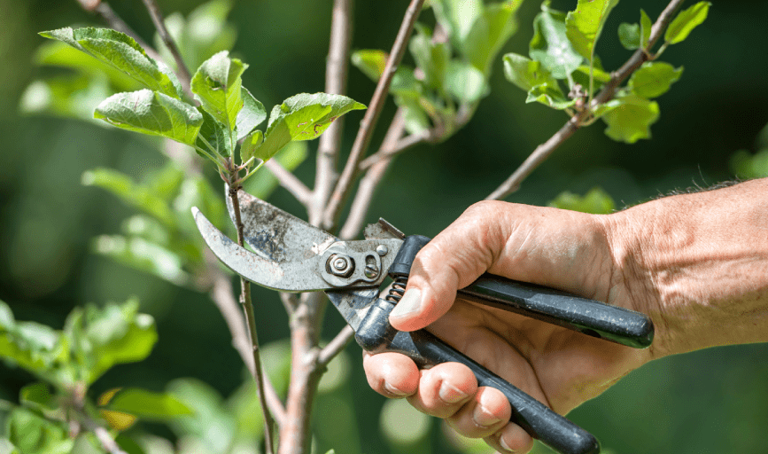 TREE TRIMMING